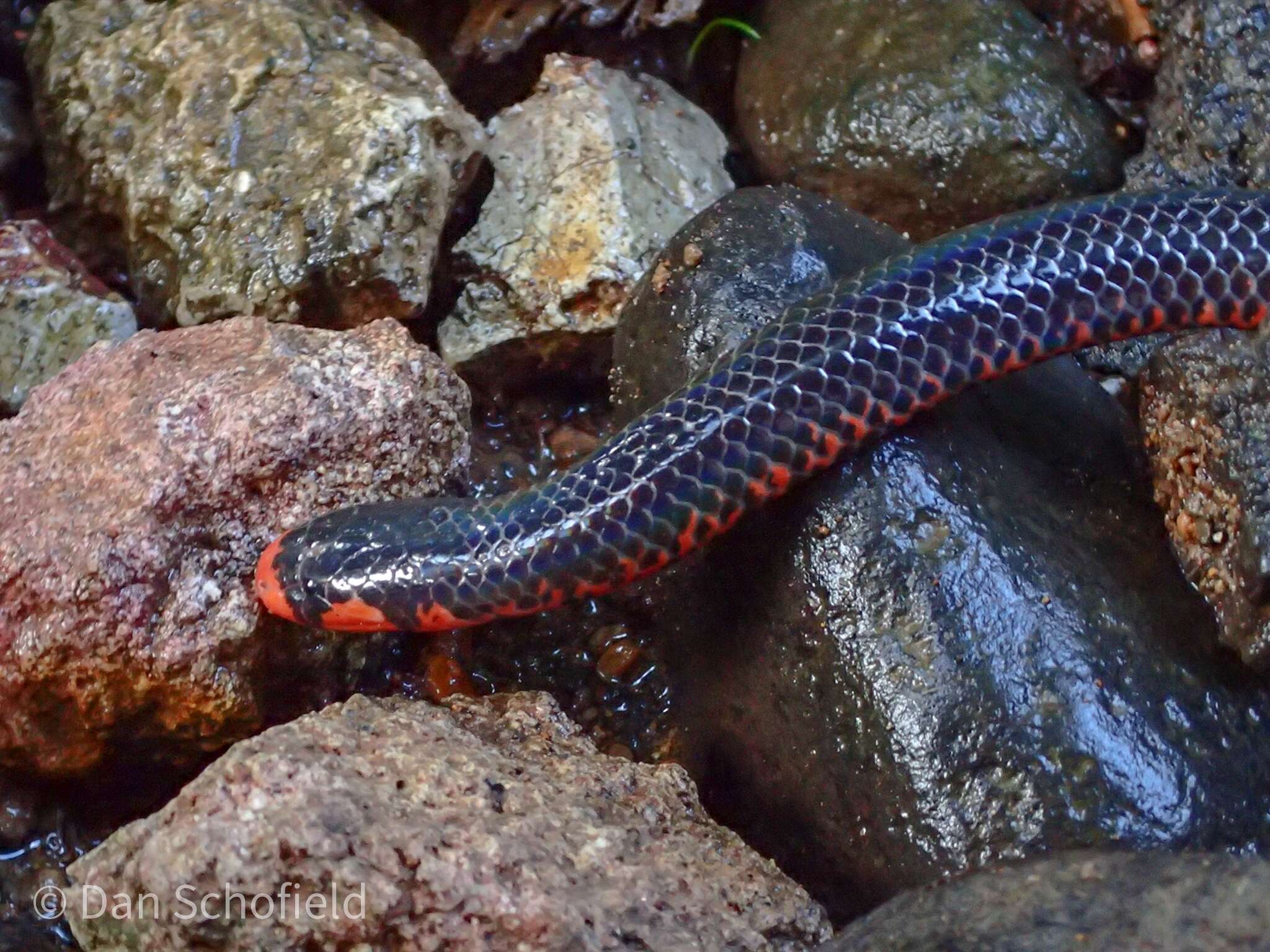 Plancia ëd Cylindrophis melanotus Wagler 1828