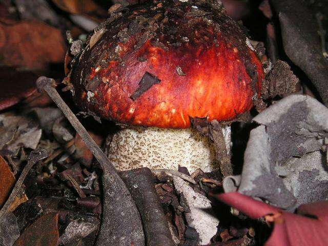 Image of Leccinum manzanitae Thiers 1971