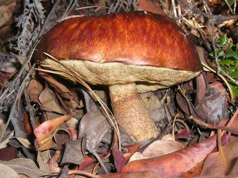 Image of Leccinum manzanitae Thiers 1971