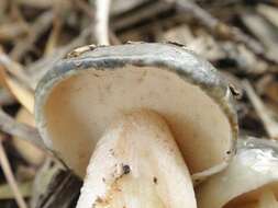 Image of Suillus pungens Thiers & A. H. Sm. 1964