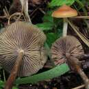 Image de Psilocybe azurescens Stamets & Gartz 1995