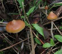 Image de Psilocybe azurescens Stamets & Gartz 1995