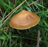 Image de Psilocybe azurescens Stamets & Gartz 1995