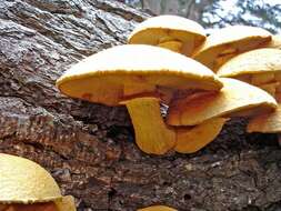 Imagem de Gymnopilus