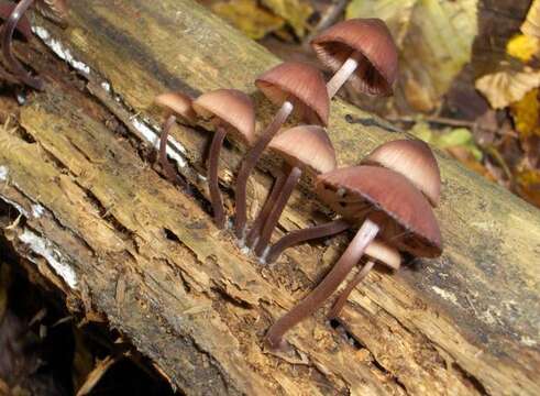 Image of Mycena