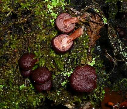 Image of Tubariaceae