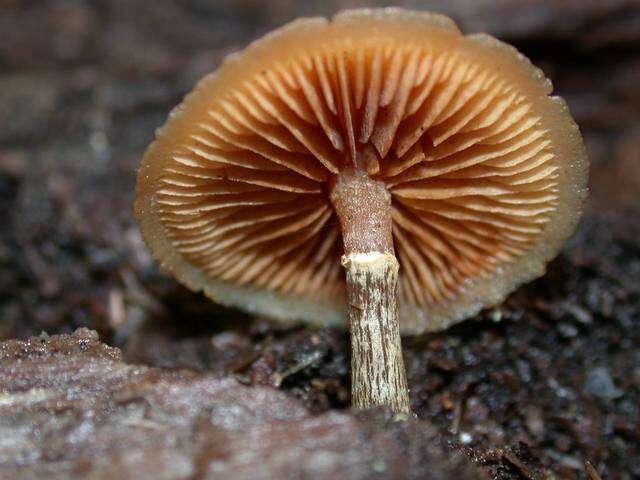 Image of Galerina