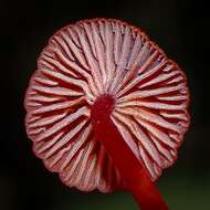 Image of bonnet mushrooms