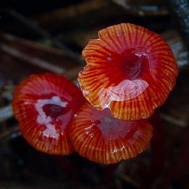 Image of bonnet mushrooms