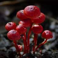 Image of bonnet mushrooms