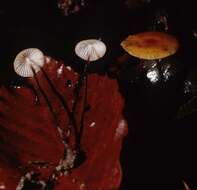 Image de Rhizomarasmius