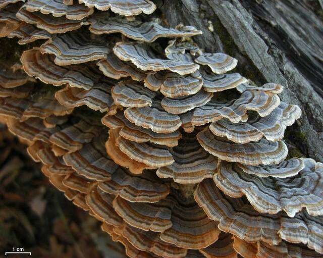 Image of Trametes