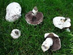 Image of Banded agaric