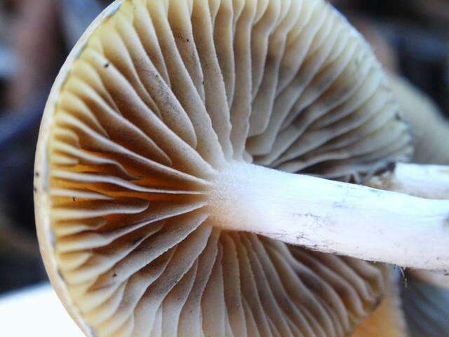 Image of Psilocybe