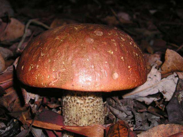 Image of Leccinum manzanitae Thiers 1971