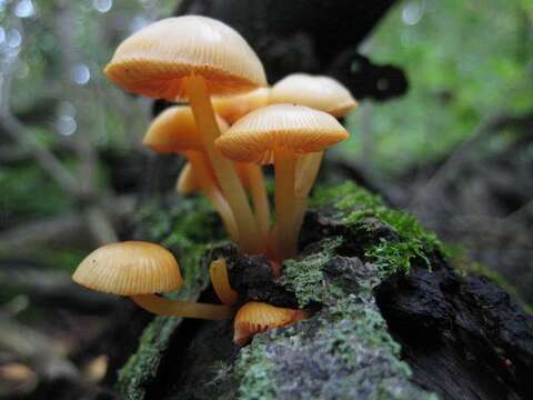 Imagem de Mycena leaiana (Berk.) Sacc. 1891