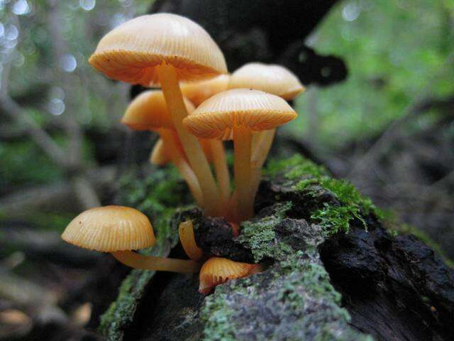 Imagem de Mycena leaiana (Berk.) Sacc. 1891