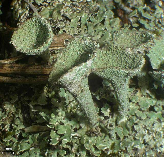 Image of cup lichen