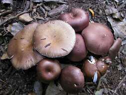 Image of Stropharia