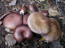 Image of Stropharia