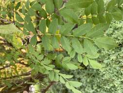 Image of chestnut rose