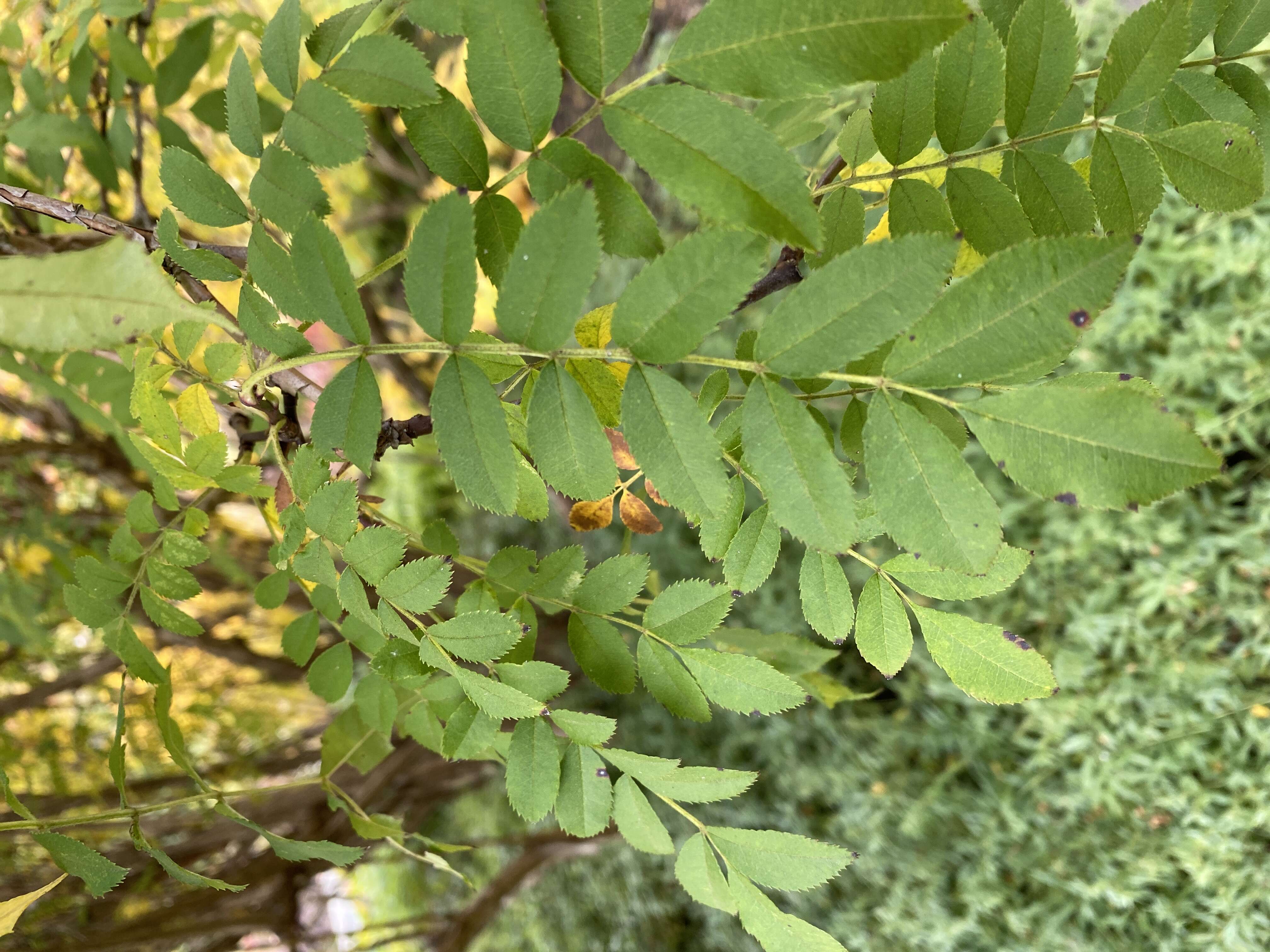 Image of chestnut rose