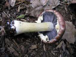 Image of Stropharia