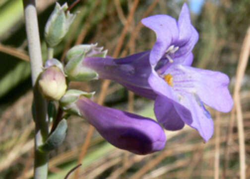 Image of sidebells penstemon