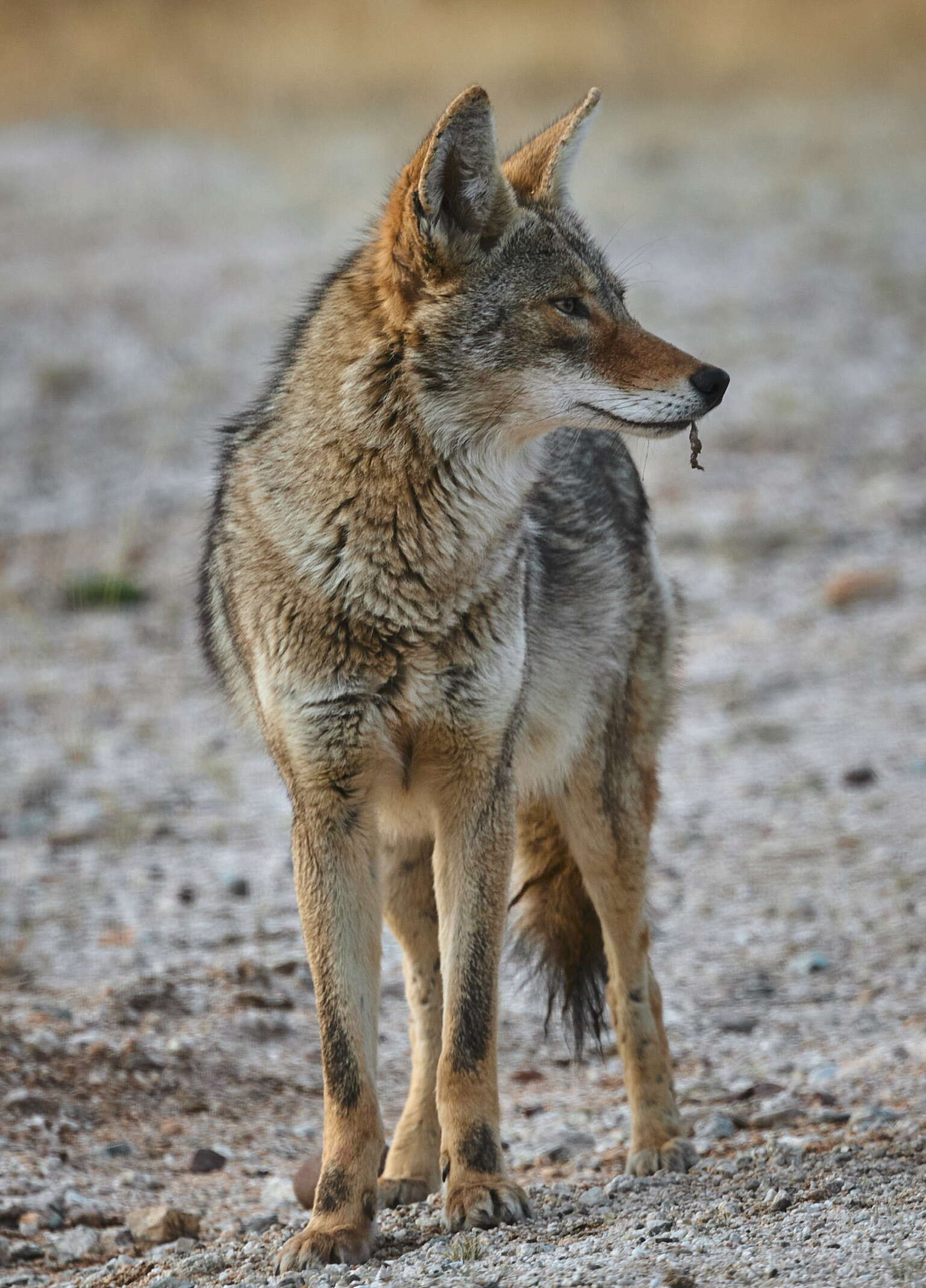 Image of American jackal