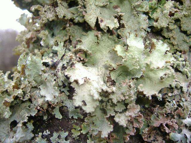 Image of ragged lichen