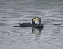 Image of Black Shag