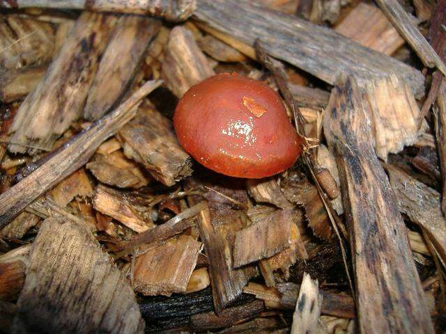 Image de Leratiomyces