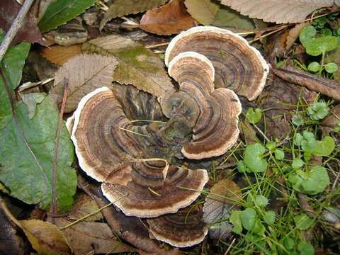 Image of Trametes