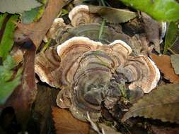 Image of Trametes