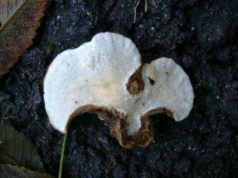 Image of Trametes