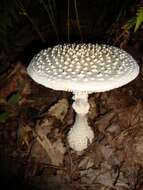 Image of Coker's amanita