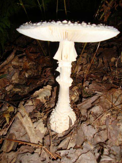 Image of Coker's amanita