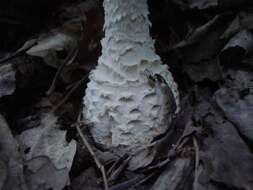 Image of Coker's amanita