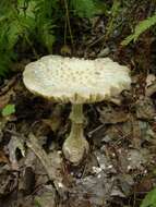 Image of Coker's amanita