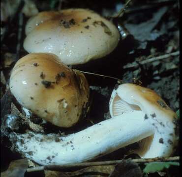 Image of Hygrophorus subsalmonius A. H. Sm. & Hesler 1939