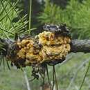 Image of Pine-pine Gall Rust