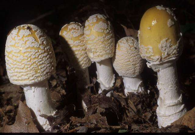 Image of Amanita velatipes G. F. Atk. 1900