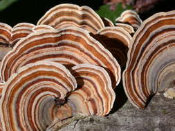 Image of Trametes