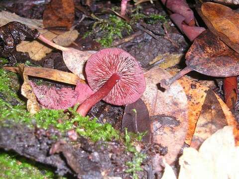 Image of Tubariaceae