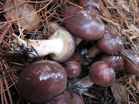 Image of Pholiota