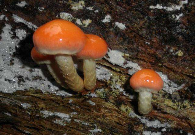 Image of Pholiota