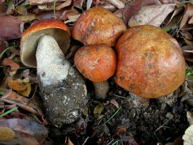 Image of Leccinum manzanitae Thiers 1971