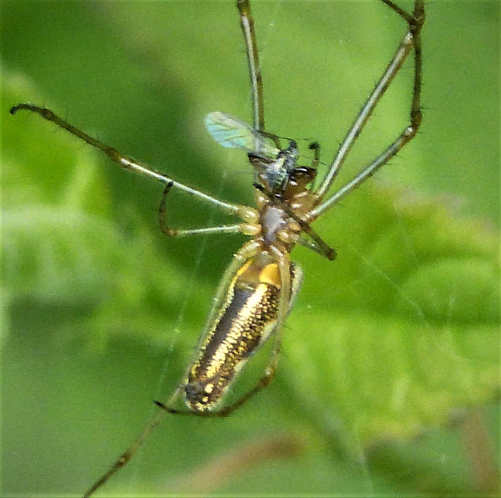 Image of Tetragnatha montana Simon 1874