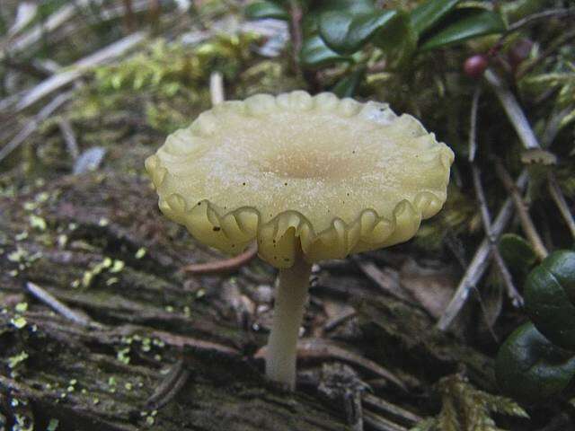 Image de Hygrophoraceae