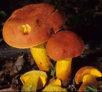 Image of Boletus miniatopallescens A. H. Sm. & Thiers 1971